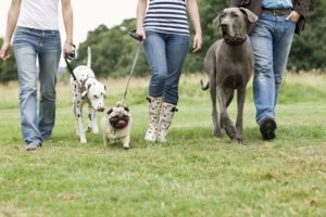 pasear-al-perro