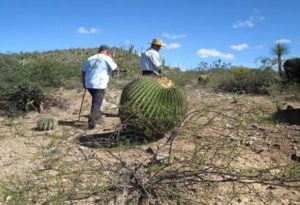 biosfera-tehuacan-cuicatlan