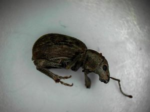 plaga-de-arboles-de-eu