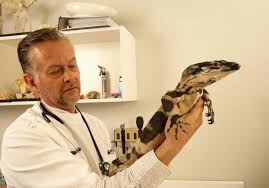 veterinario