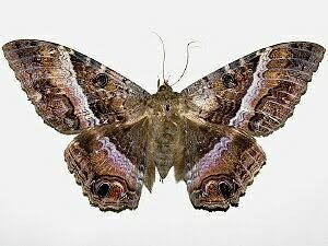 mariposa 3