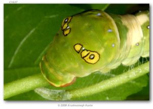 mariposa 6