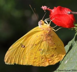mariposa1