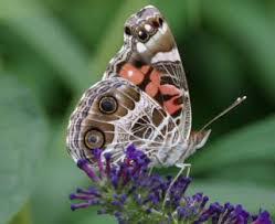 mariposa2