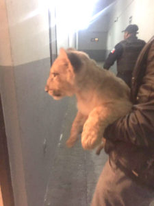 leoncito