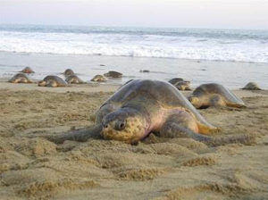 tortugas golfinas