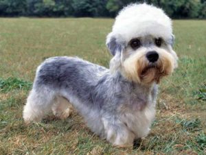 Dandie Dinmont terrier
