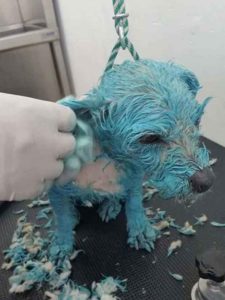 agresor perrita