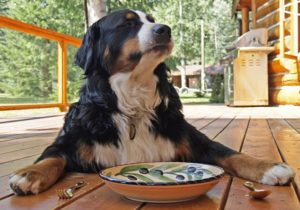 como-prevenir-torsion-gastrica-en-perros