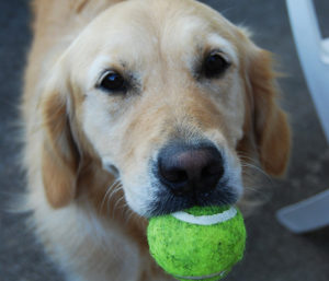 perro pelota