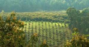 plantaciones