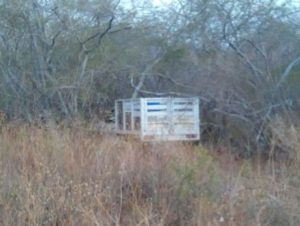 texas2