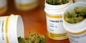 cannabis