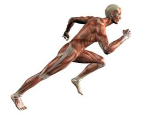 fuerza muscular