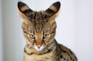gato-ashera-1