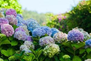 hortensias