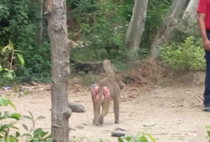 mandril 5