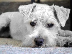 mascota