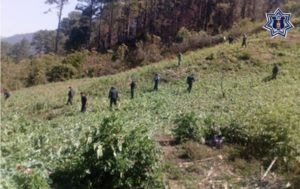 plantio de amapola con policias