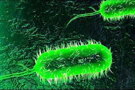 bacteria de colera