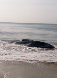 ballena