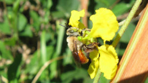 Descubren-nuevas-especies-de-abejas_large