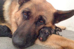 dia de padre perro