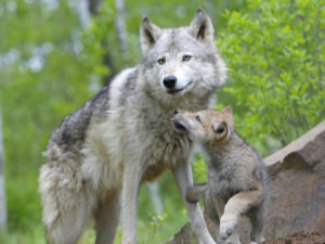 padre lobo