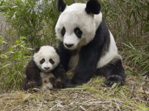padre panda