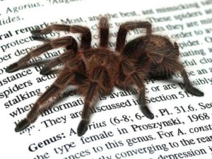 tarantula