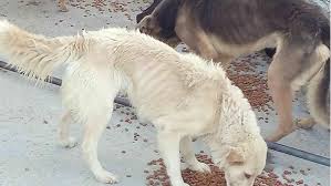 perros xoxo1
