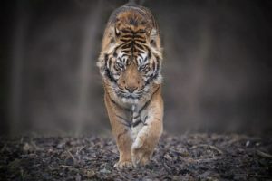 tigre