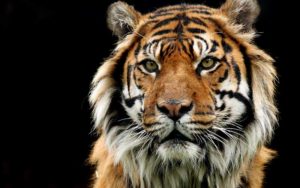 tigre1