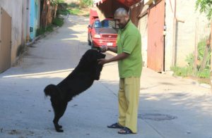 CUIDADO A LAS MASCOTAS (3)