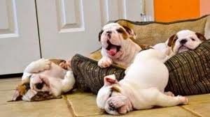 bulldogs