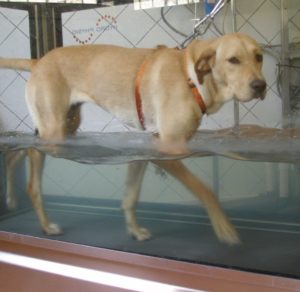 fisioterapia mascotas