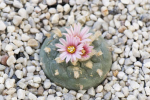 peyote