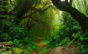 selva