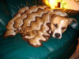mascotas frio