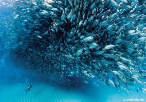 peces