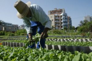La-agricultura-urbana-florece-en-Latinoamerica