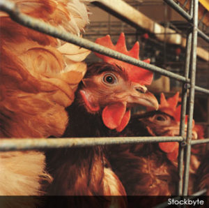 gallinas