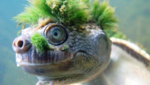 tortuga punk