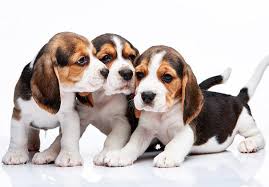beagle