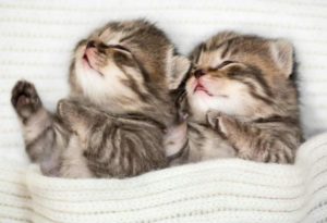 gatitos en cama