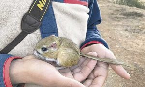 rata canguro