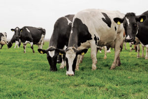 vaca lechera