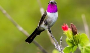 Colibri