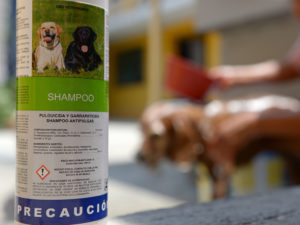 Limpieza y cuidado de animales de compañía ayudan a prevenir la Rickettsia SSO 2