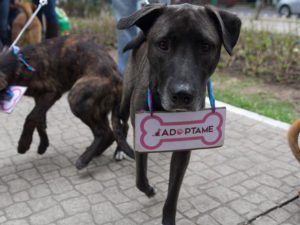 perro-abandonado-adopcion